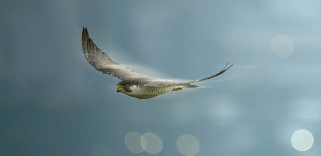 banner-block_a306e870ebb02c44e6e4e7725dd14526