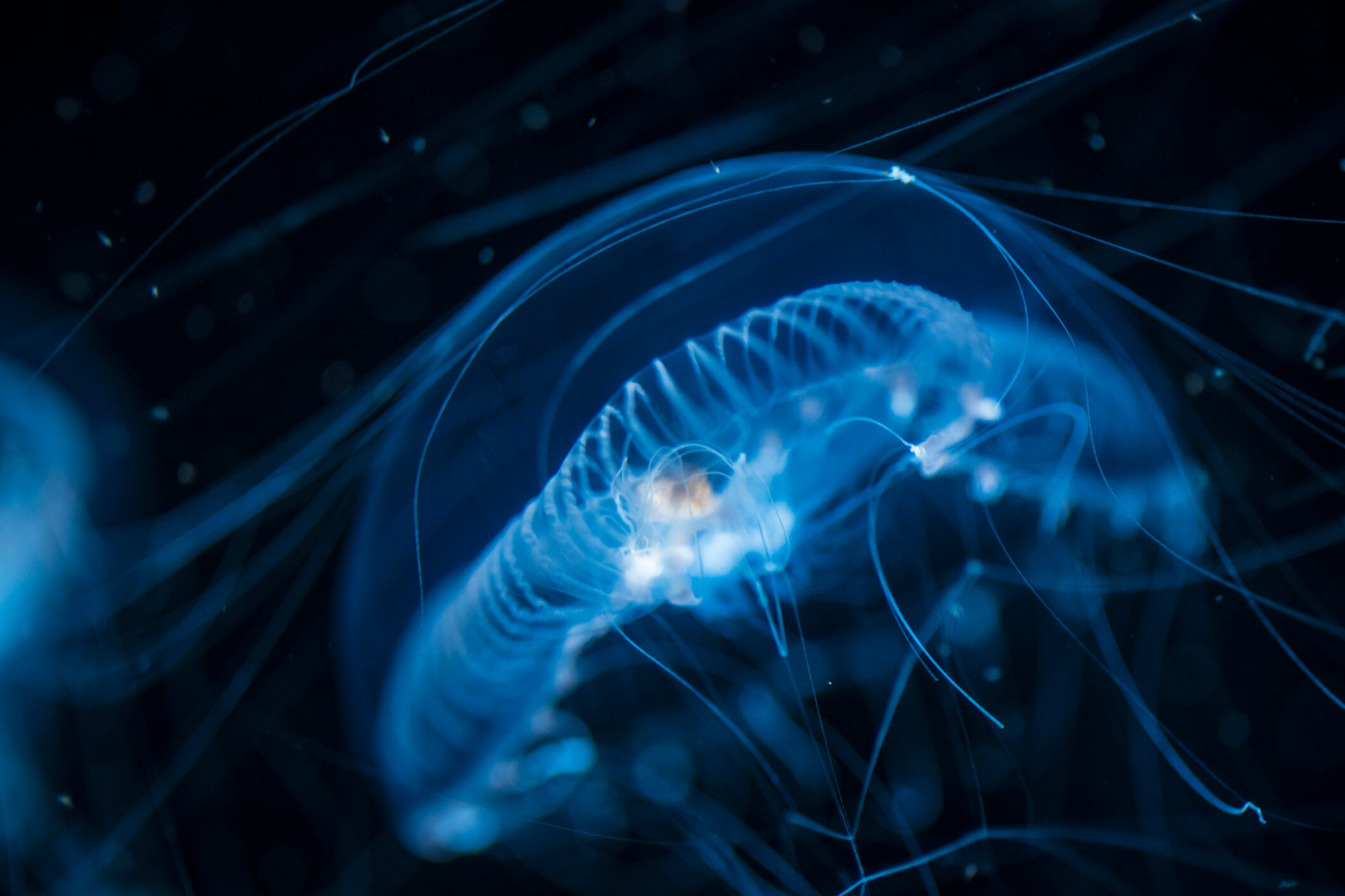 Cloud Orchestration